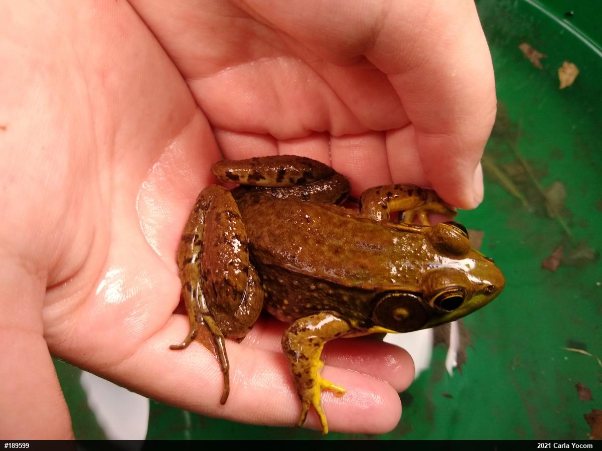 Green Frog