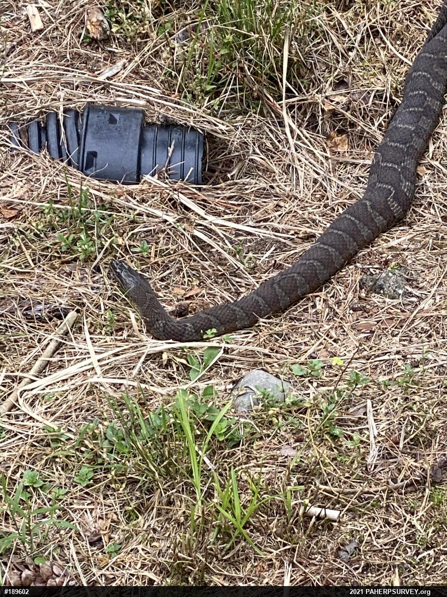 Northern Watersnake