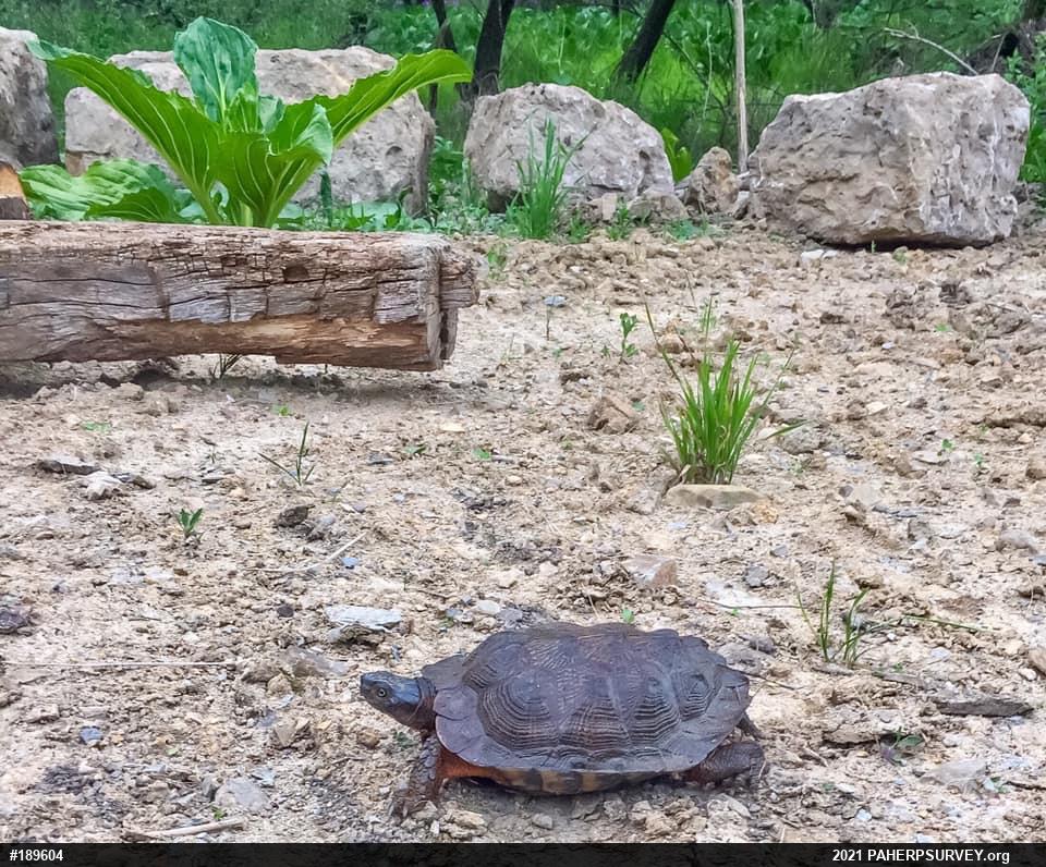 Wood Turtle