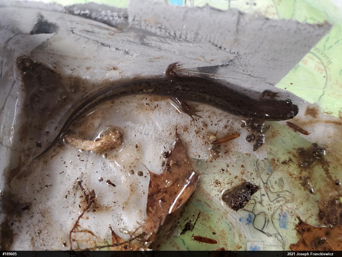 Northern Dusky Salamander