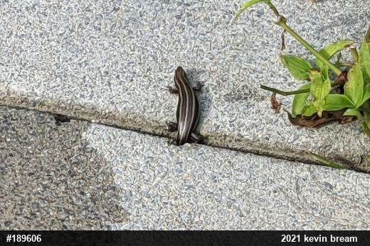 Common Five-lined Skink
