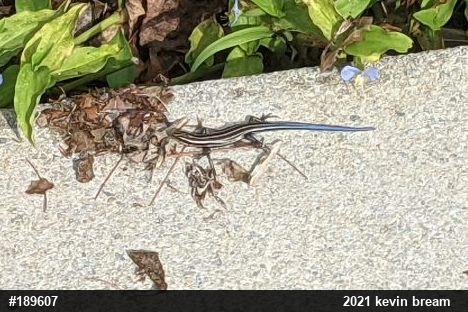 Common Five-lined Skink