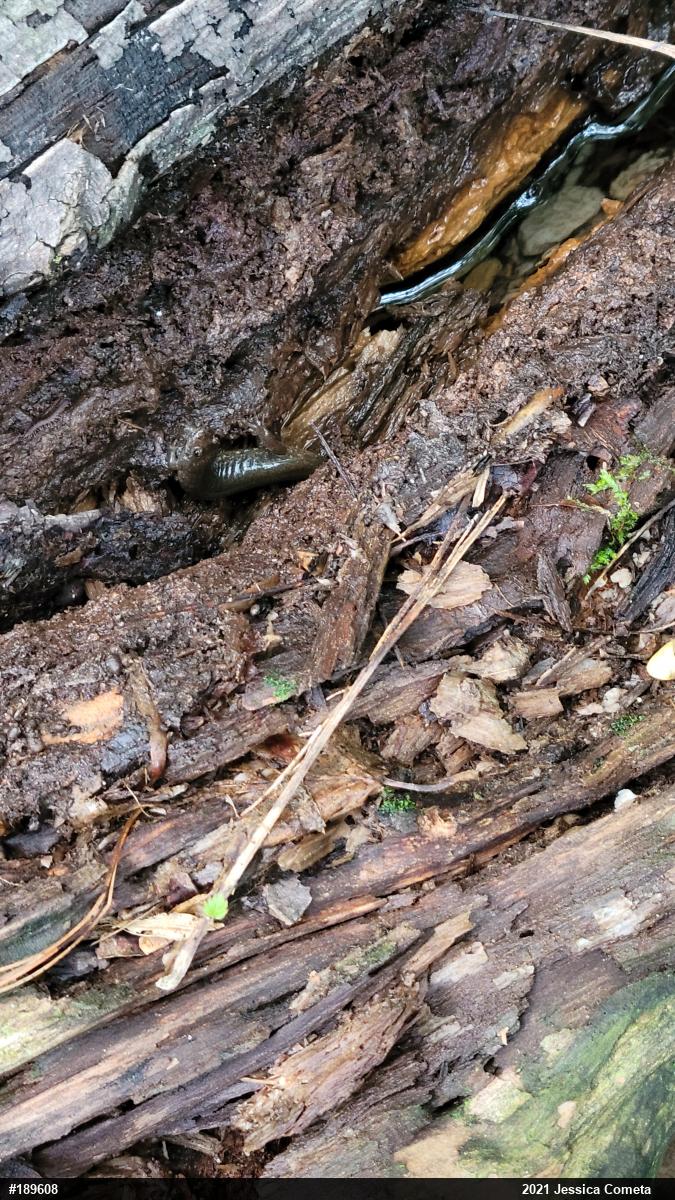 Northern Dusky Salamander