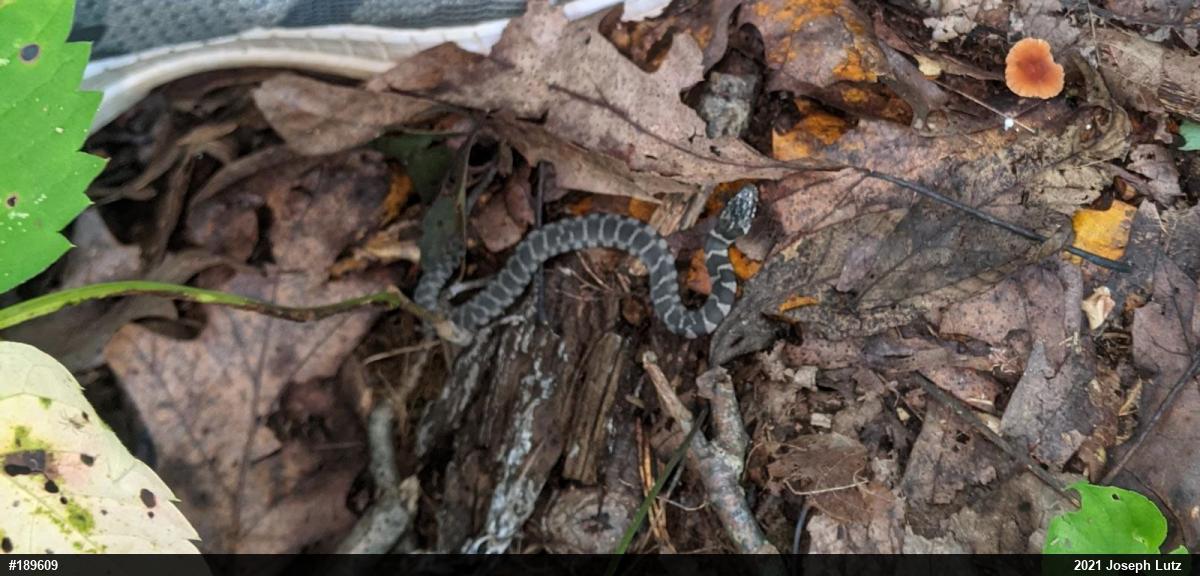 Northern Watersnake