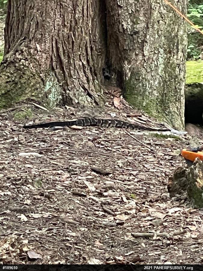 Timber Rattlesnake