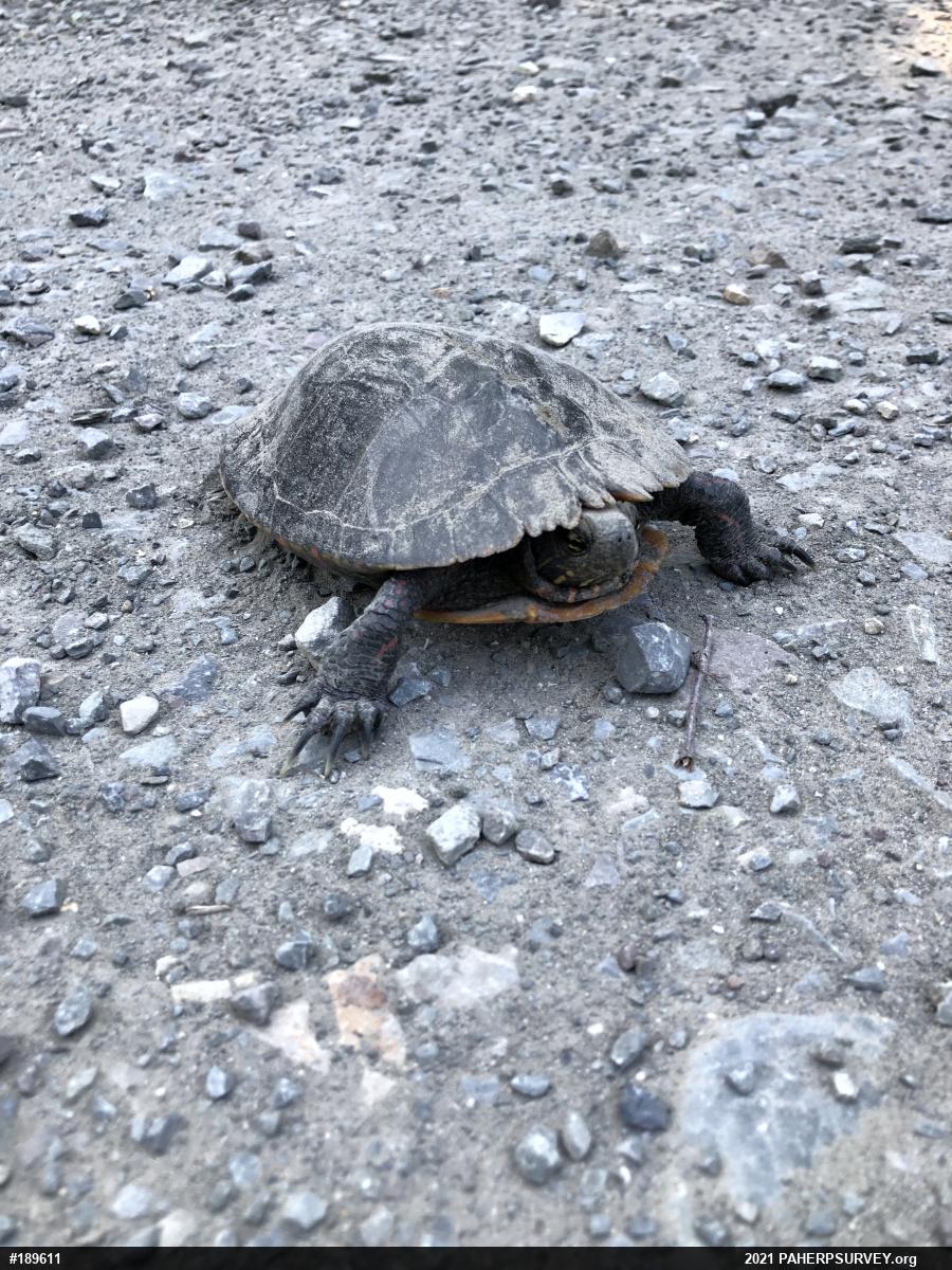 Midland Painted Turtle