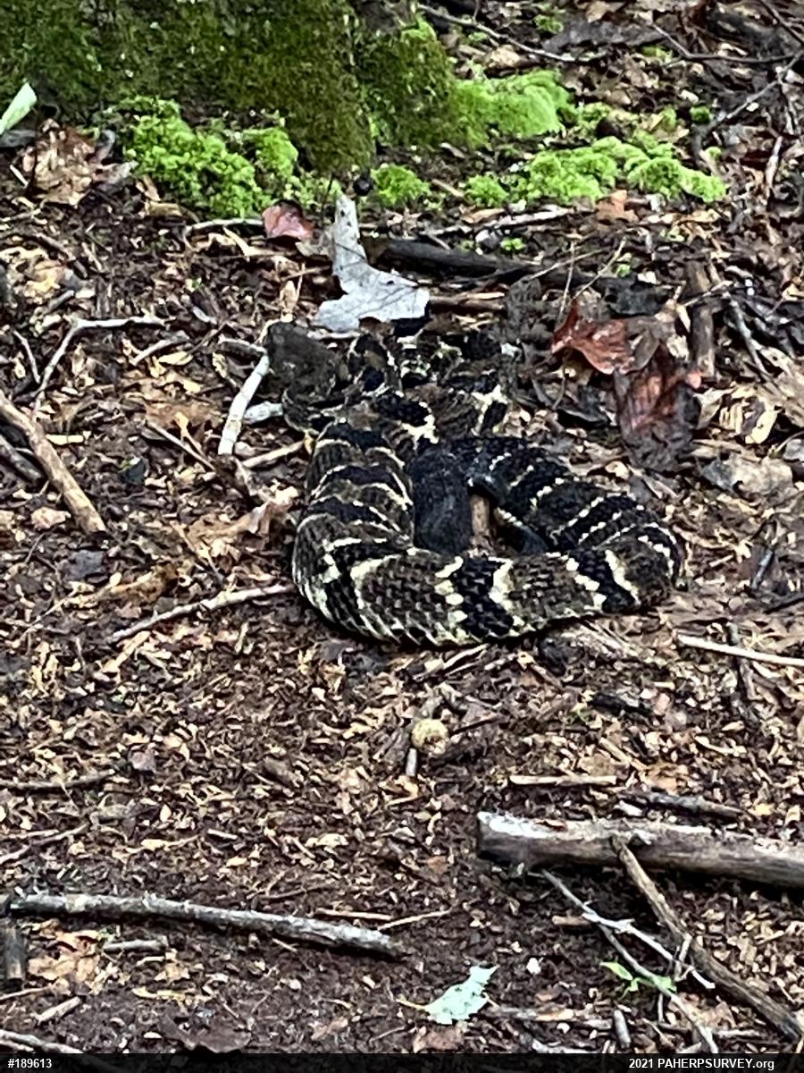 Timber Rattlesnake