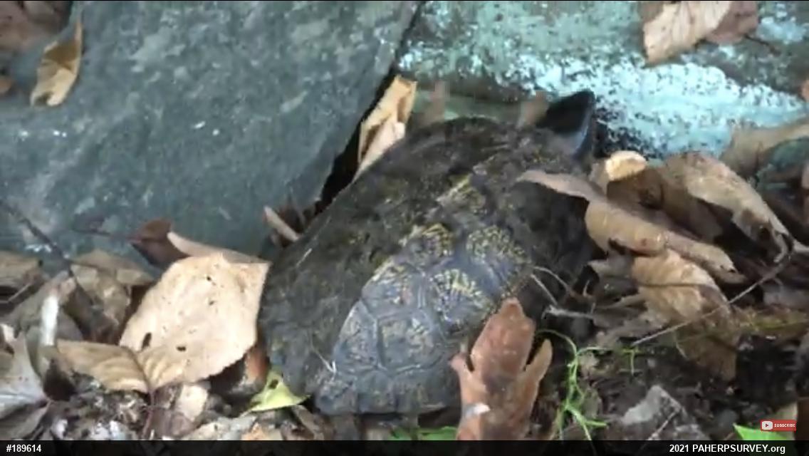 Wood Turtle