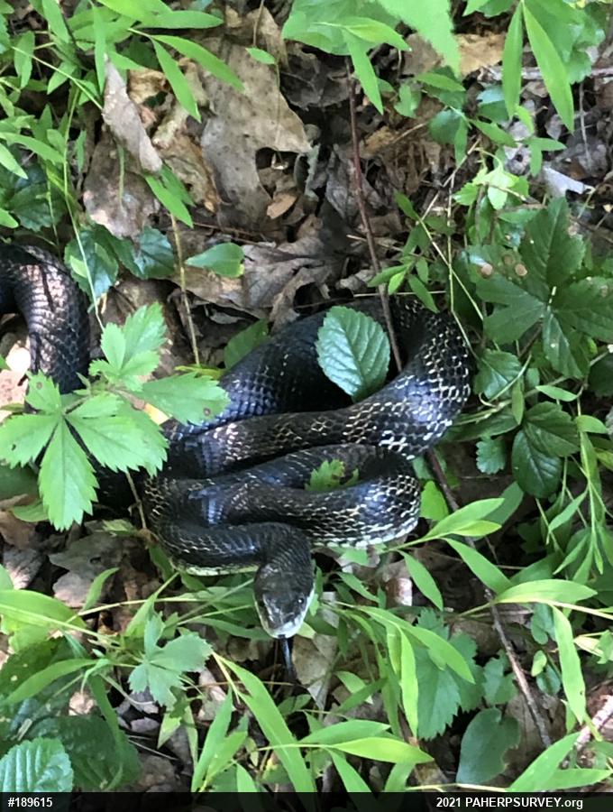 Eastern Ratsnake