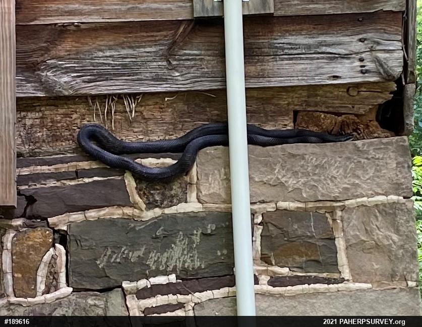 Eastern Ratsnake