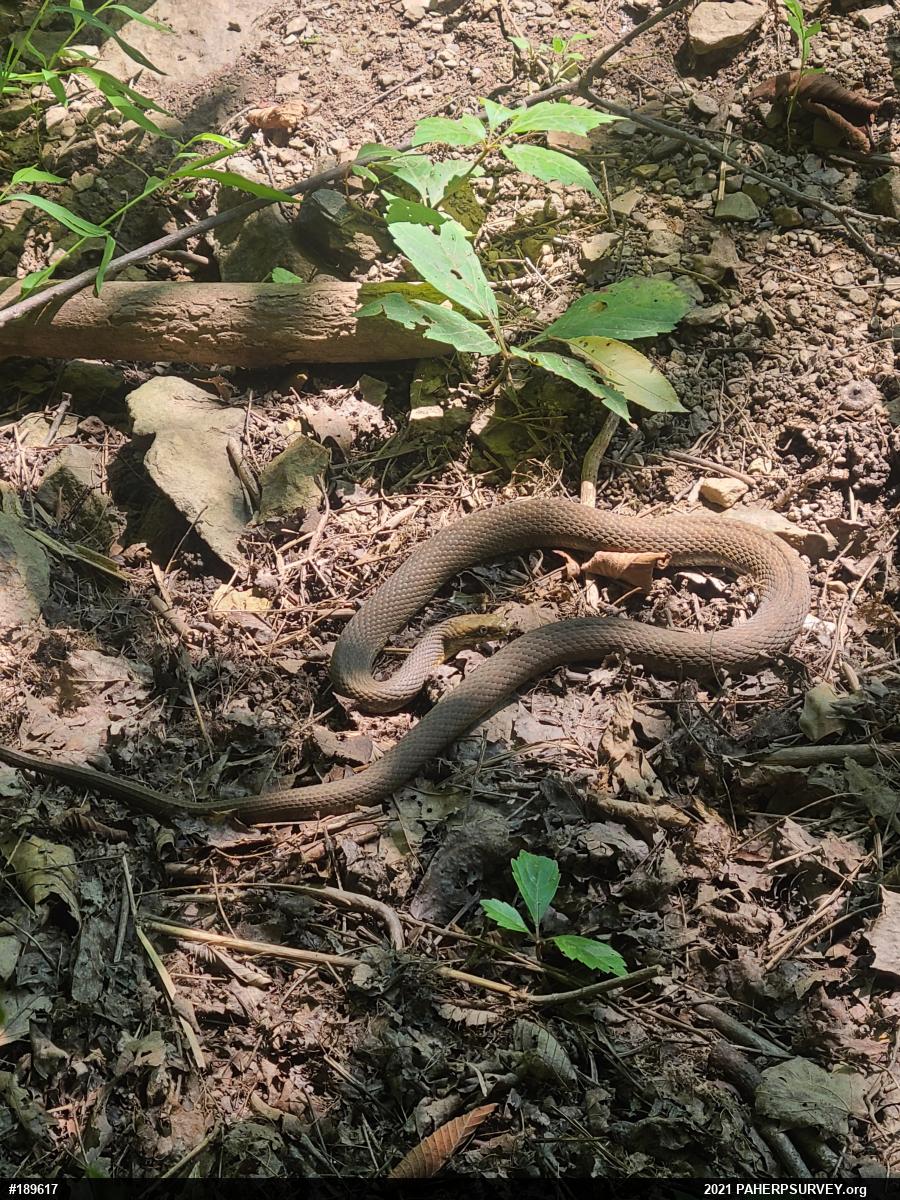 Queensnake