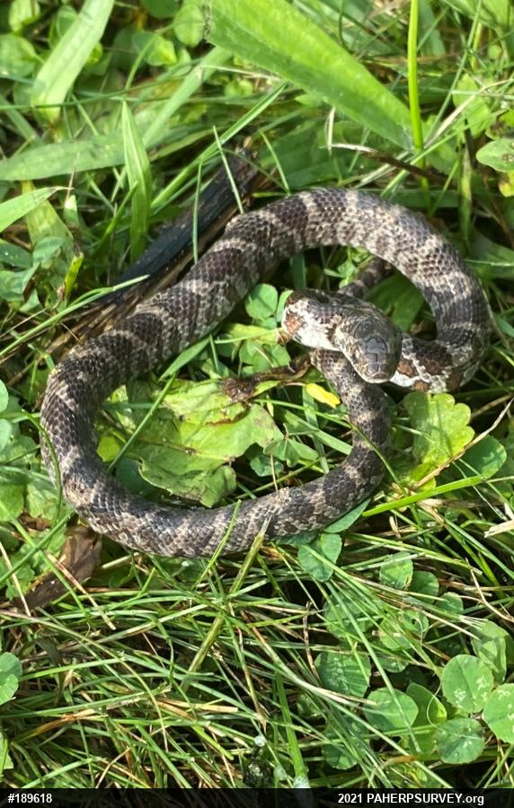 Eastern Milksnake