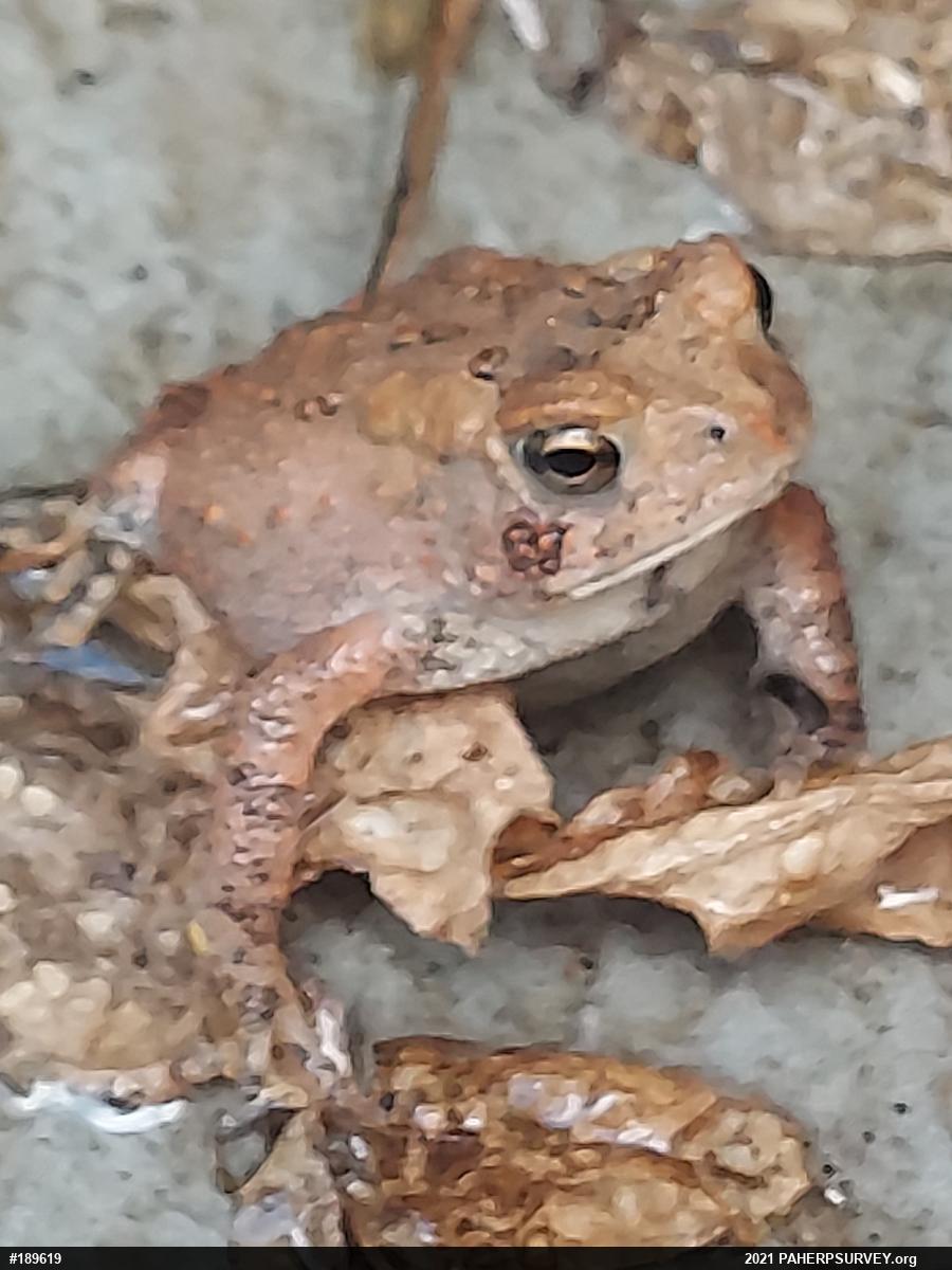 True Toads
