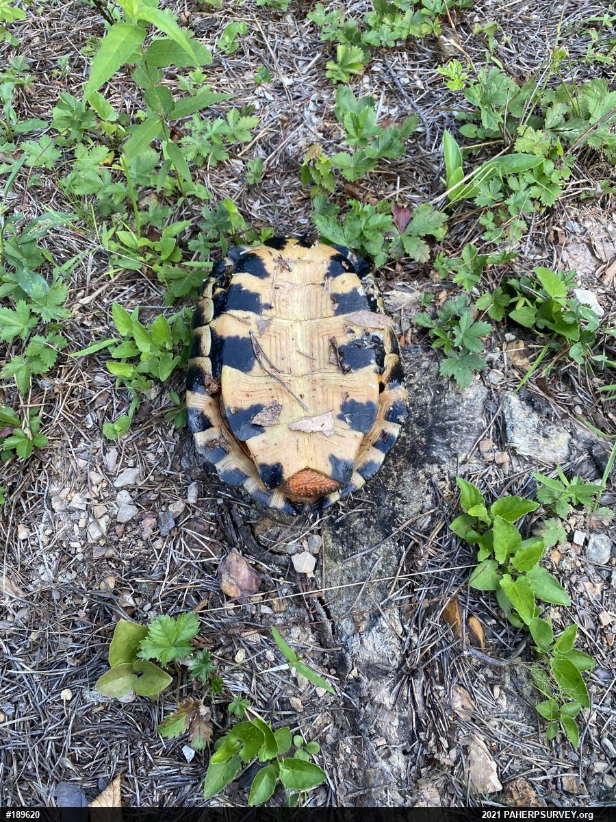 Wood Turtle