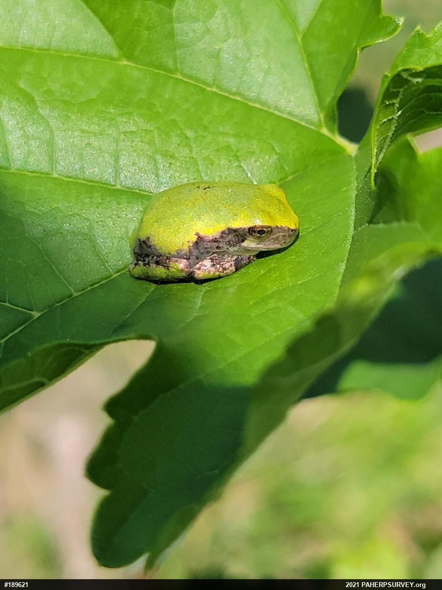 Unknown Gray Treefrog