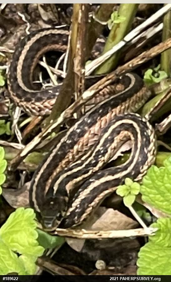 Eastern Gartersnake