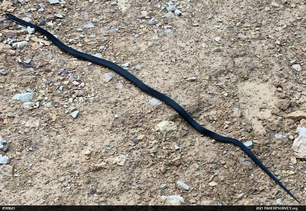 Eastern Ratsnake