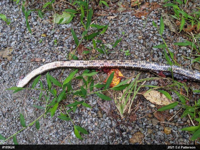 Eastern Ratsnake