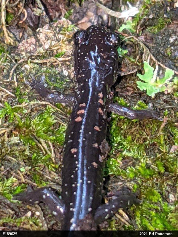 Wehrle's Salamander