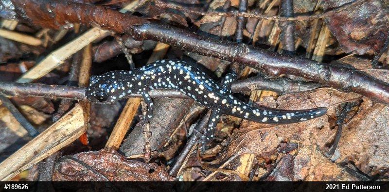 Northern Slimy Salamander