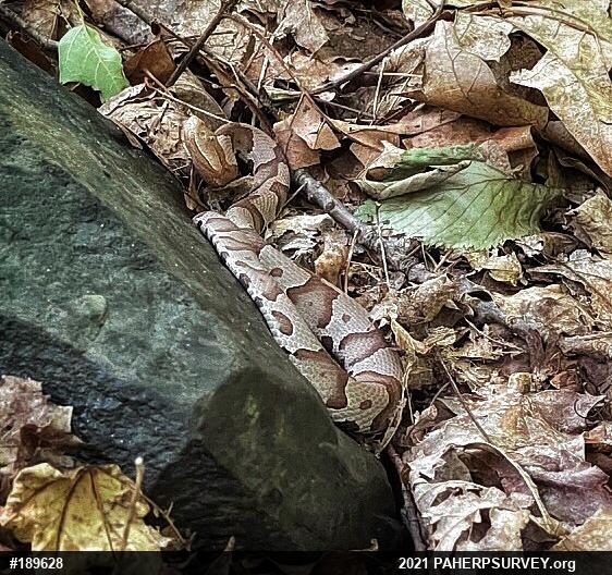 Northern Copperhead