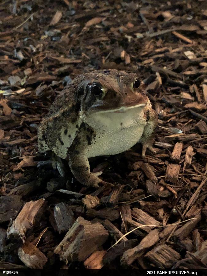 Eastern American Toad