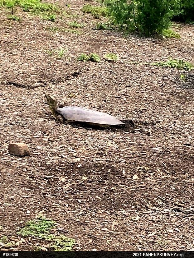 Eastern Spiny Softshell