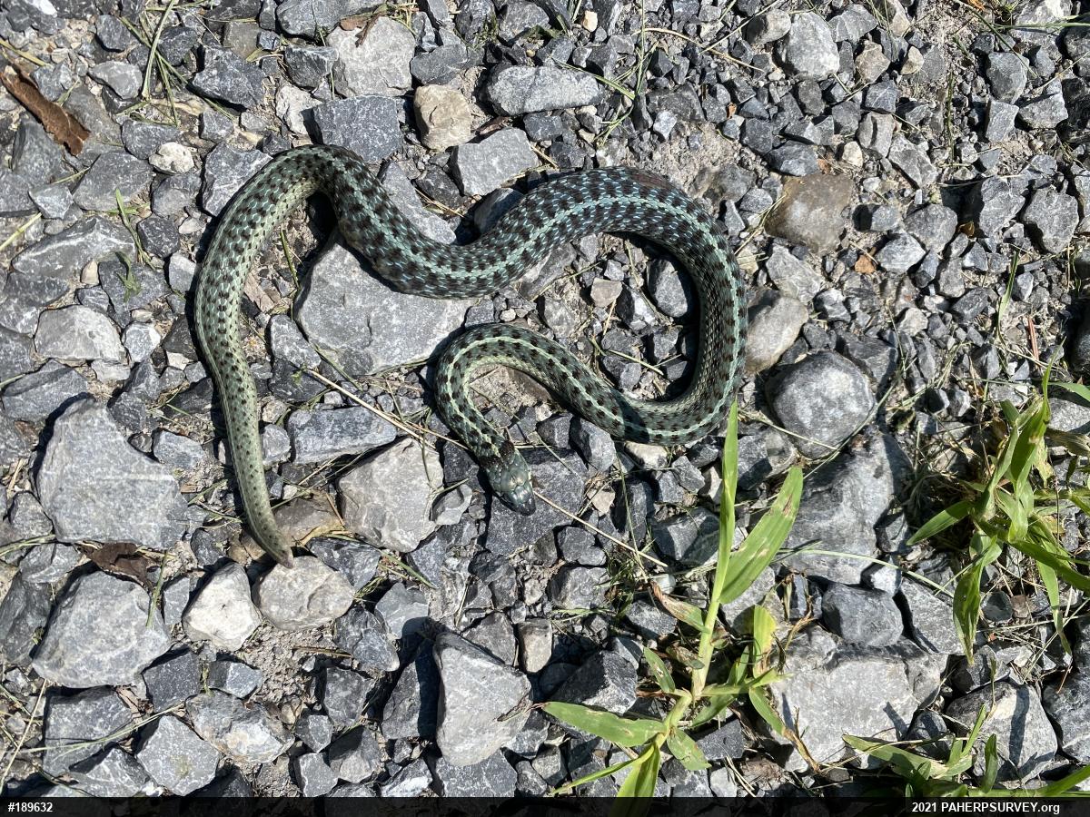 Eastern Gartersnake