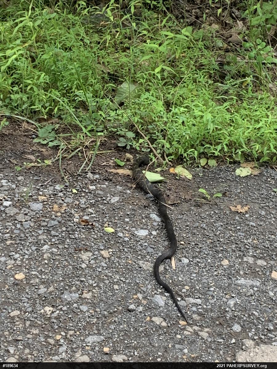 Eastern Ratsnake