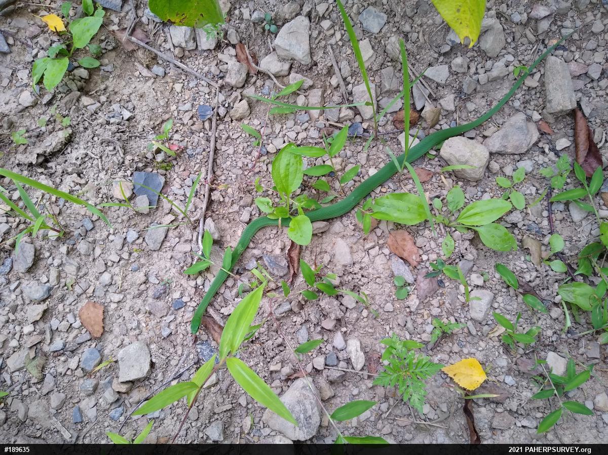 Smooth Greensnake