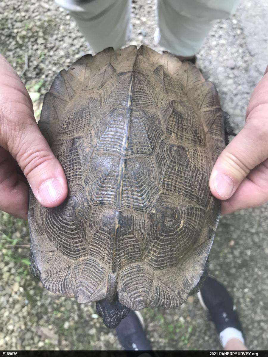 Wood Turtle