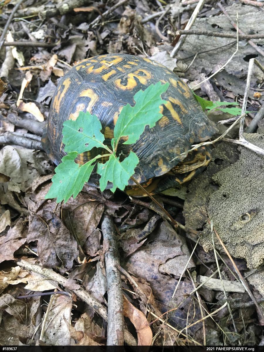 Eastern Box Turtle