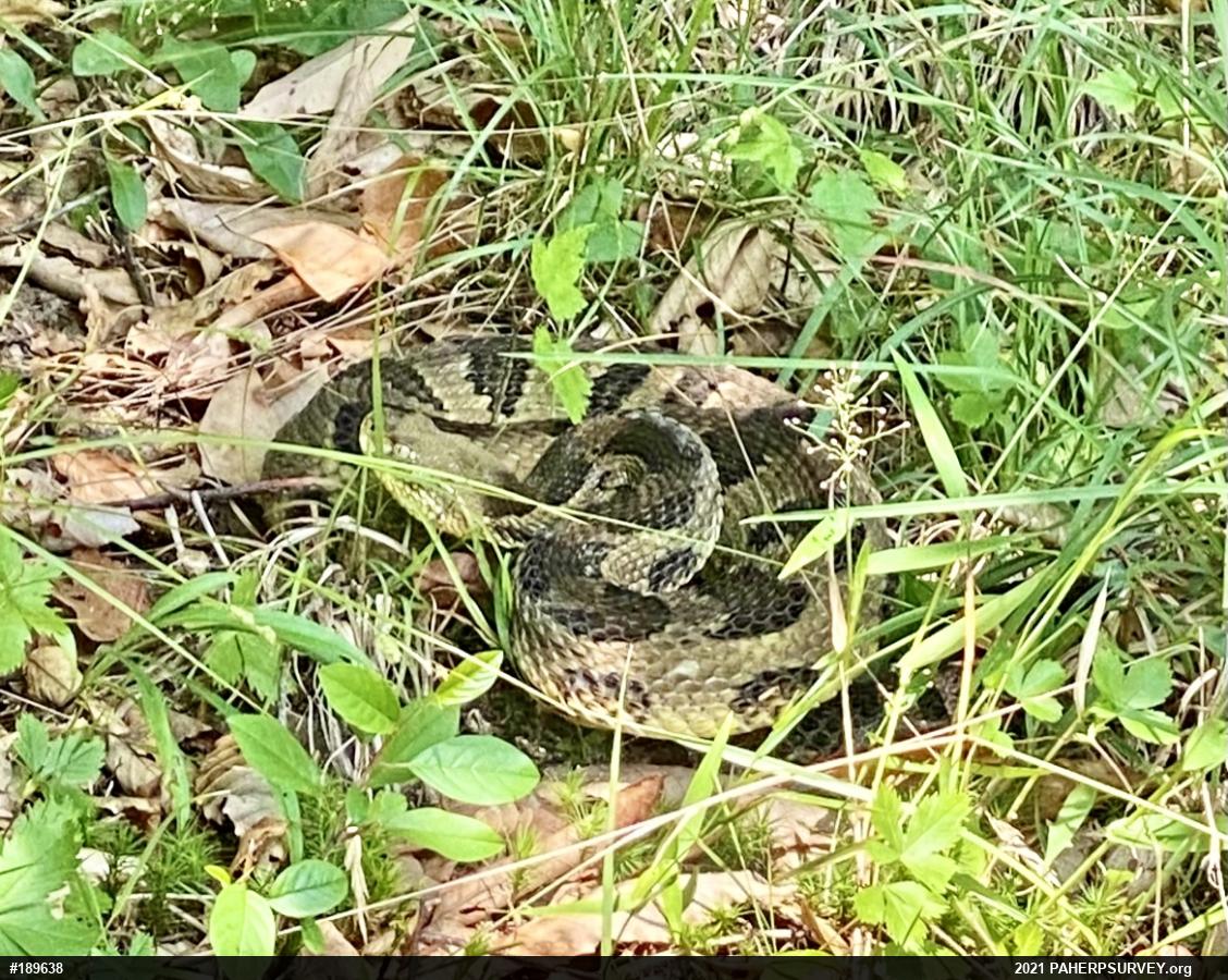 Timber Rattlesnake