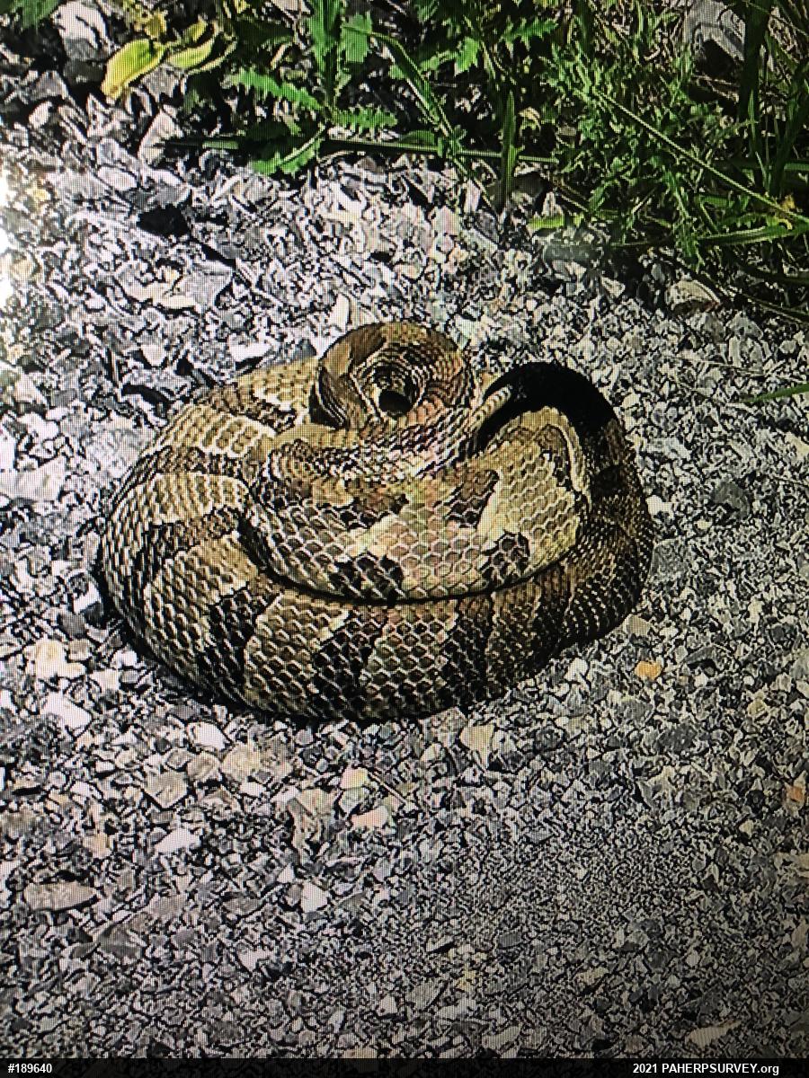 Timber Rattlesnake