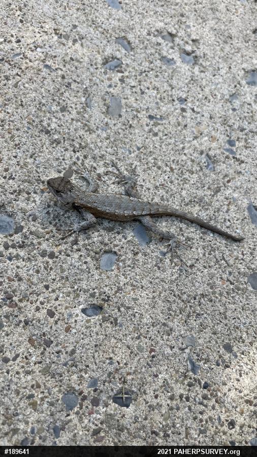 Eastern Fence Lizard