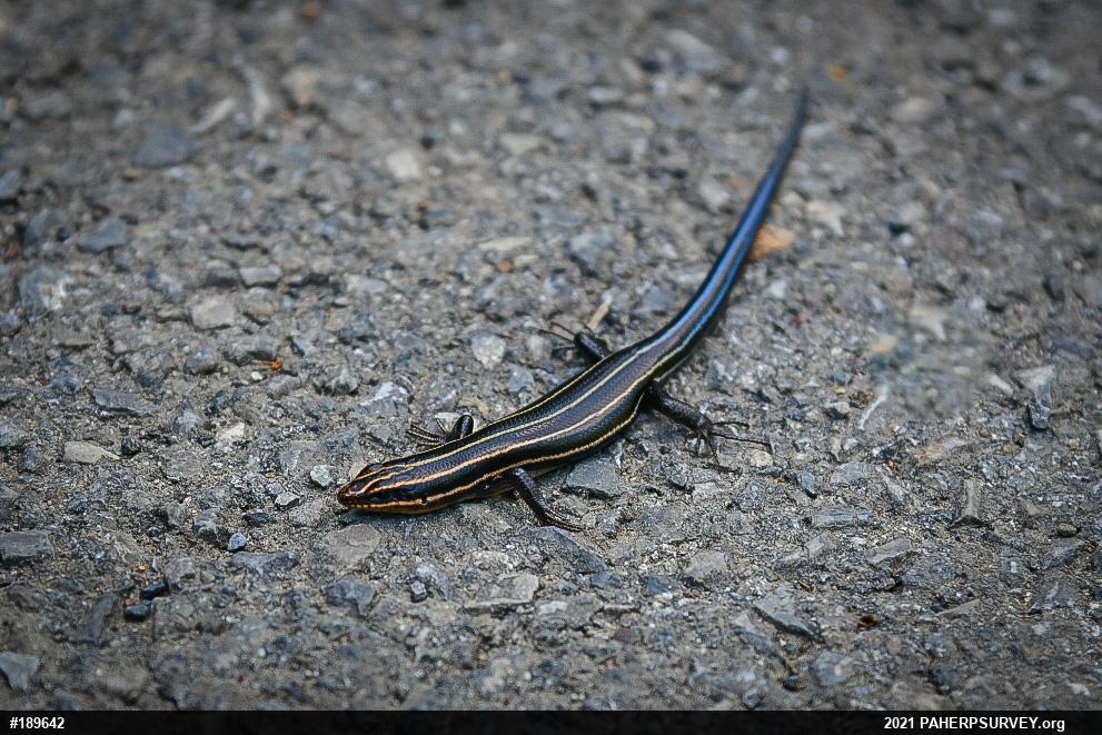 Common Five-lined Skink