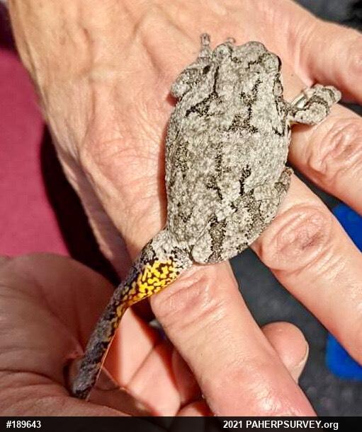 Unknown Gray Treefrog