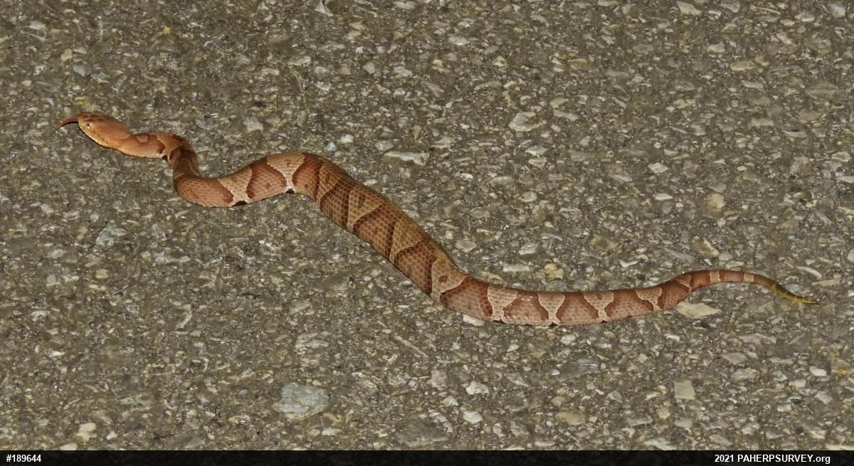 Northern Copperhead