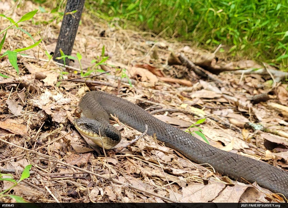 Eastern Hog-nosed Snake