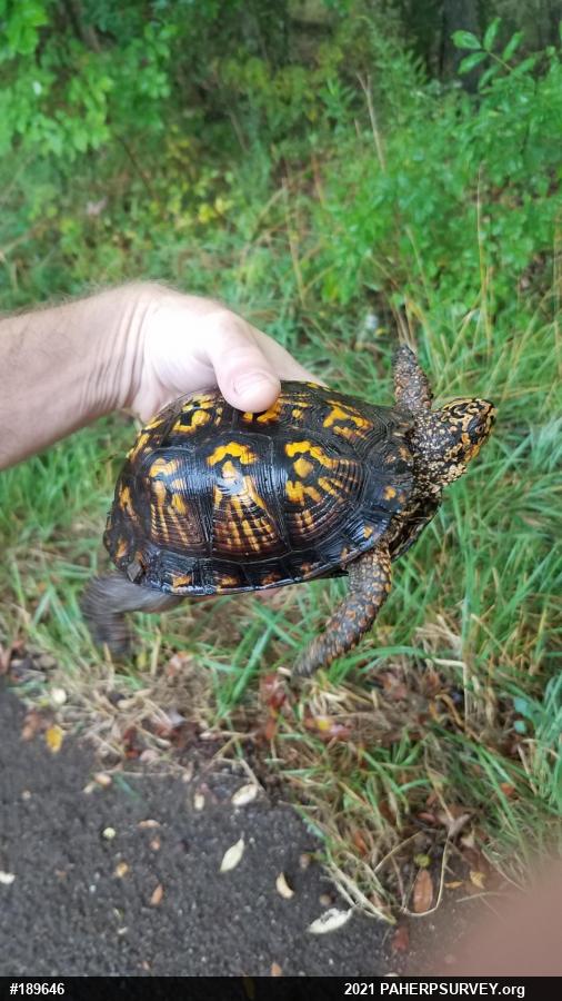 Eastern Box Turtle
