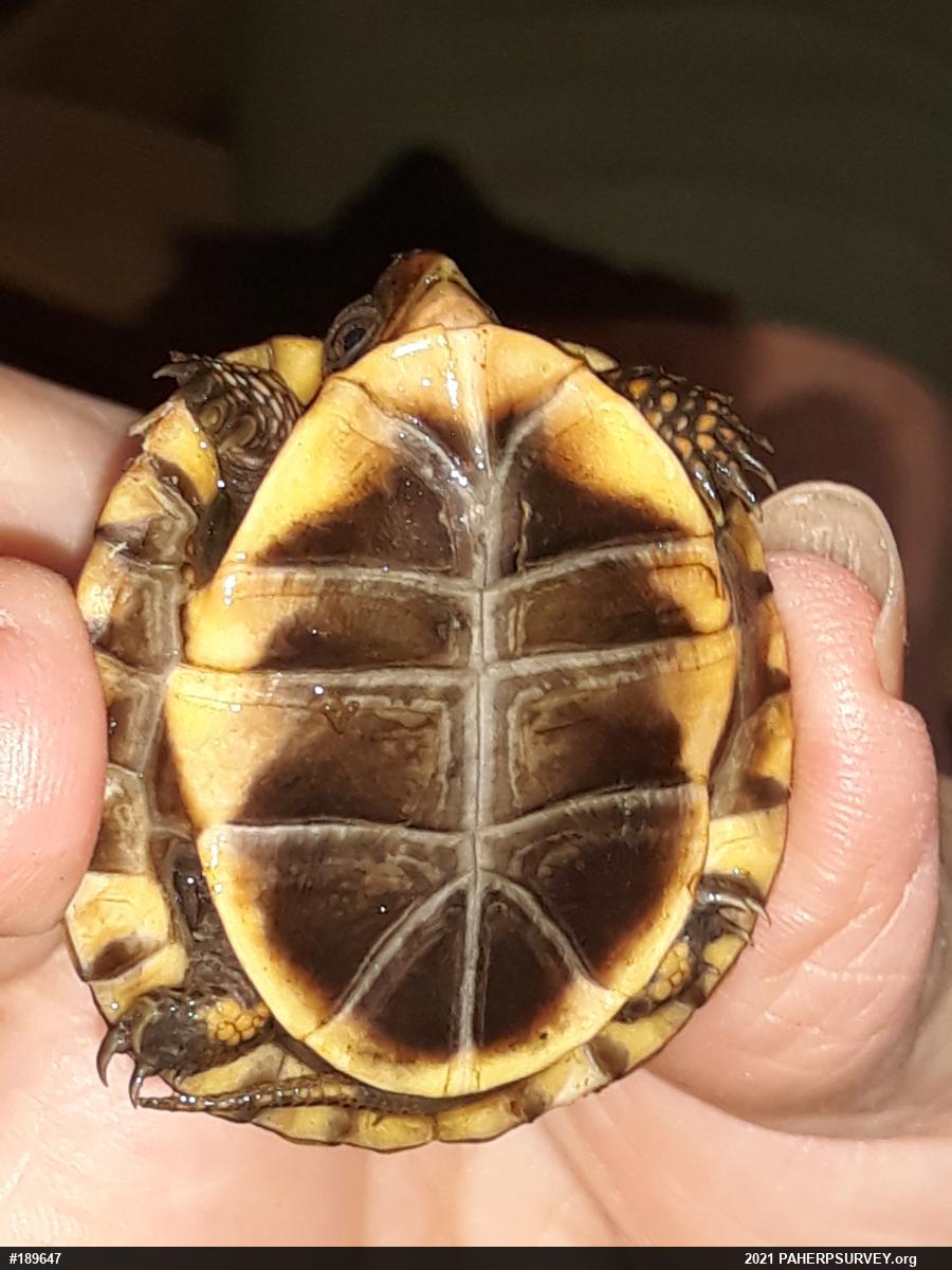 Eastern Box Turtle