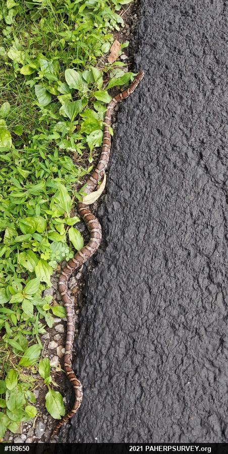 Eastern Milksnake
