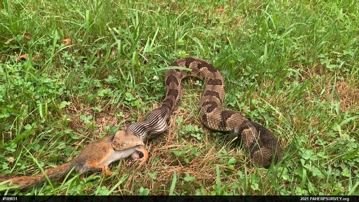 Timber Rattlesnake