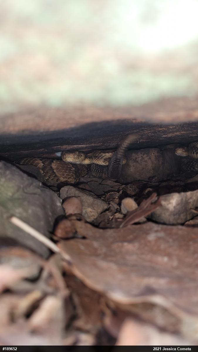 Timber Rattlesnake