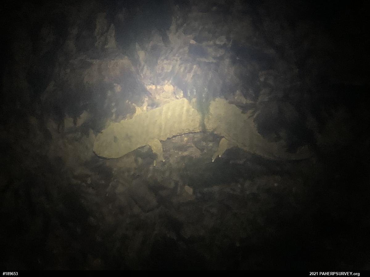 Eastern Hellbender