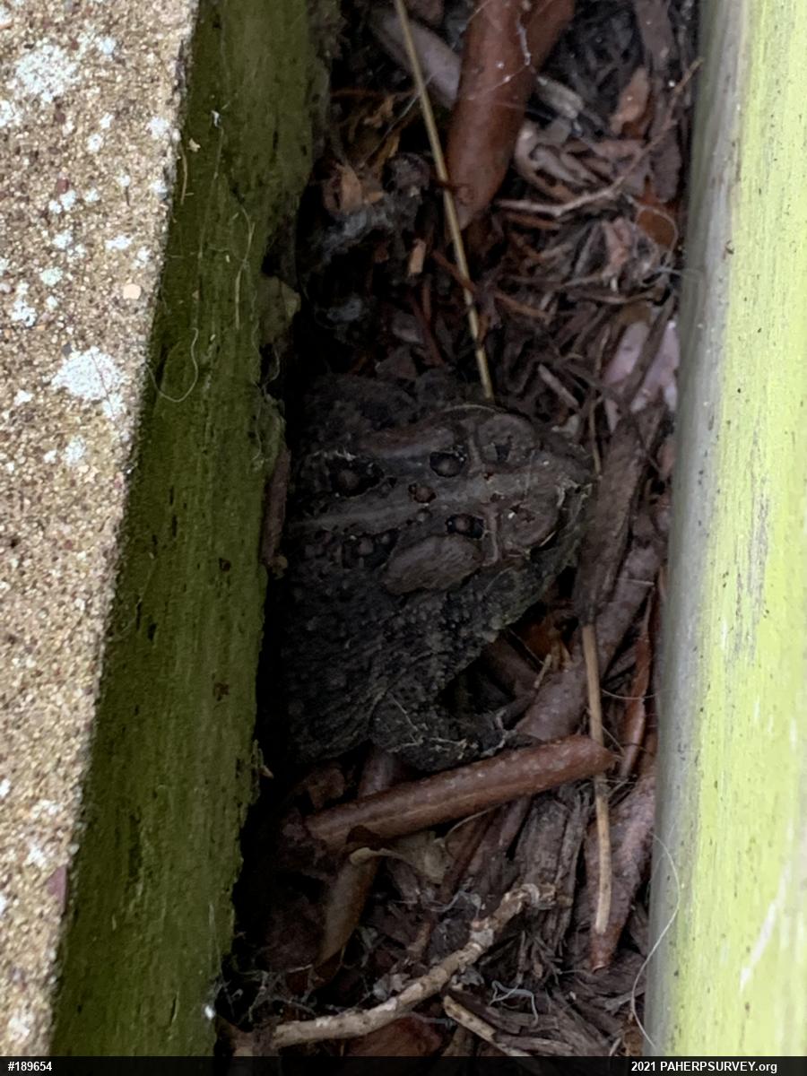 Eastern American Toad