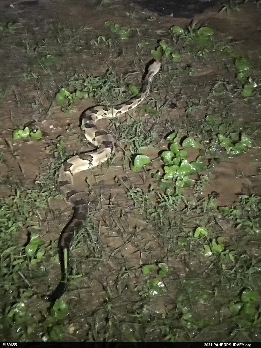 Timber Rattlesnake