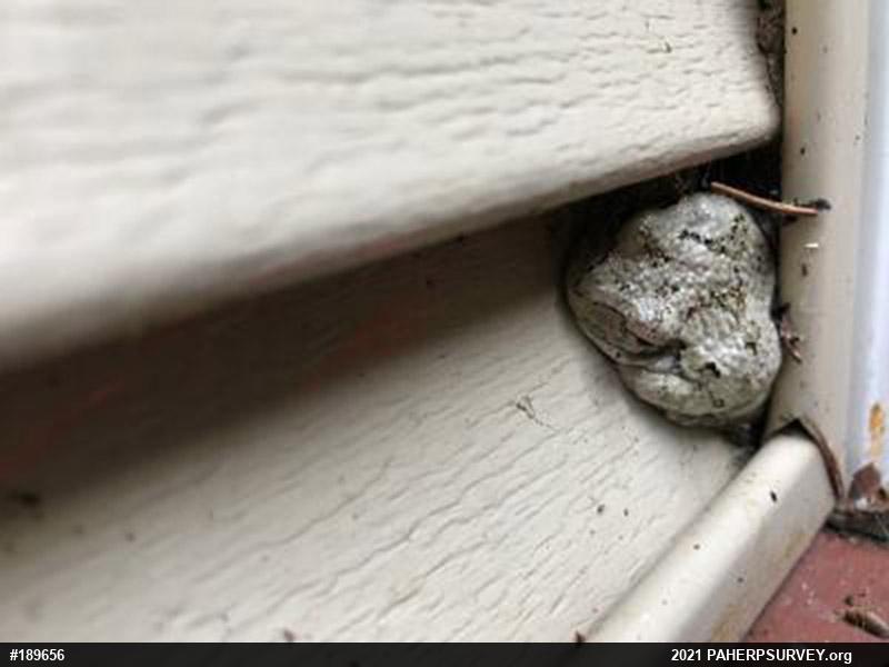 Unknown Gray Treefrog