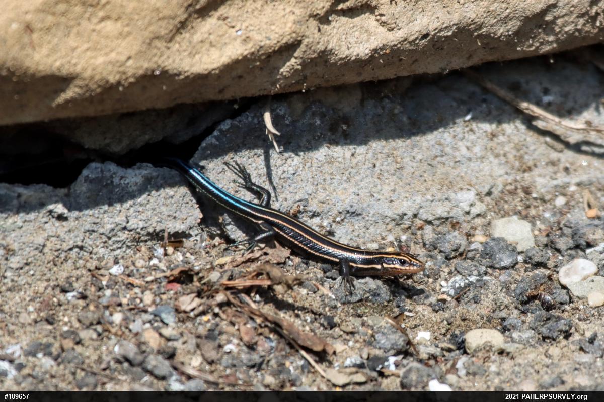 Common Five-lined Skink