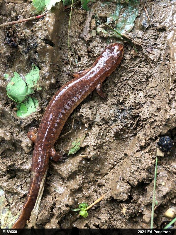 Northern Spring Salamander
